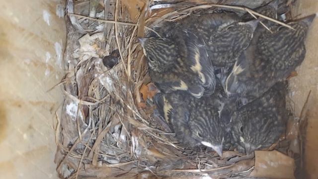 Домик мухоловки-пеструшки. European flycatcher. смотреть онлайн