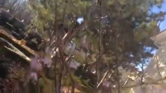 Вы видели зимой цветущую сакуру и ромашки? смотреть онлайн