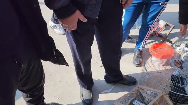 Проверяем продавцов на честность. Покупаем голубей и отпускаем в небо.Птичий рынок Самарканд. смотреть онлайн
