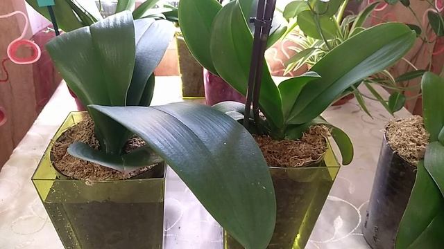 Рим, Сакрифайс , франтера , обзор , у Рима есть проблемы.