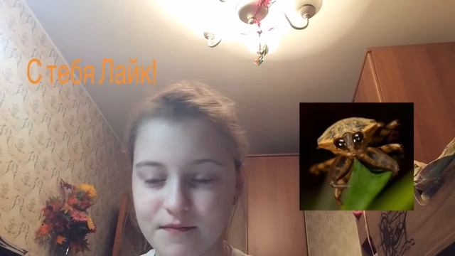 Клопы Белостоматиды, или Хищные Водяные Клопы| Kate ZUR новое видео смотреть онлайн