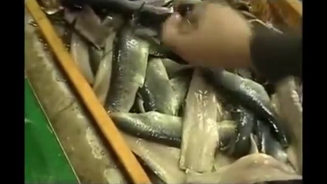 Линия филетирования скумбрии, сельди и др смотреть онлайн