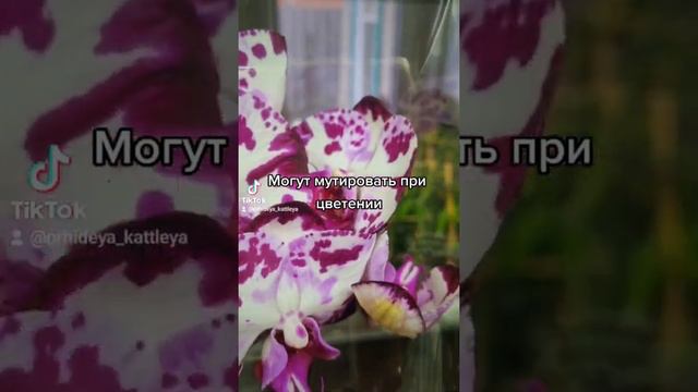 Орхидеи #фаленопсис #рекомендации #орхидея #орхидеи #реки #8марта #орхидеикраснодар смотреть онлайн