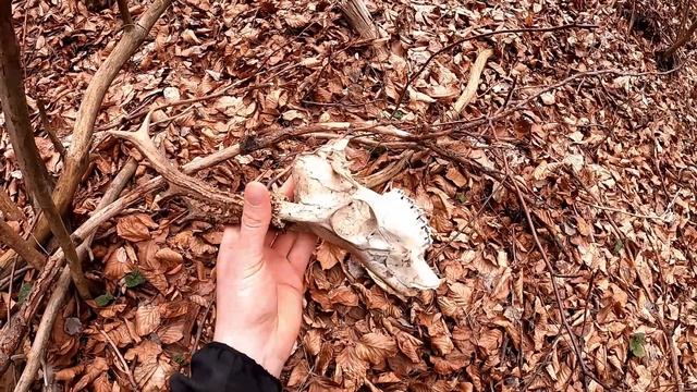 zrzuty 2020 wieniec kozła i parostek Karpaty (agancs parohy antlers palchi оленьи рога) смотреть онлайн