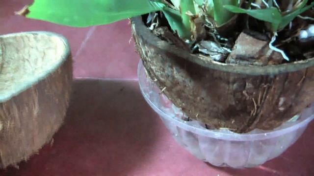 Мой эксклюзивный метод посадки орхидеи Онцидиум Твинкль ☝ Oncidium Twinkle orchid grows in coconut смотреть онлайн
