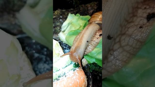 Achatina fulica white jade & Achatina Immaculata смотреть онлайн