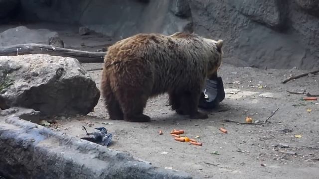 Медведь спасатель смотреть онлайн