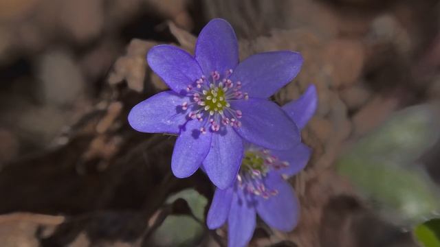 Sinivuokko | Lehtosinivuokko | Hepatica nobilis HDR HLG смотреть онлайн