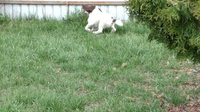 Тест щенков Английского Спрингер Спаниелеля на подучу. смотреть онлайн