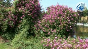 Клематис- опоры для клематисов