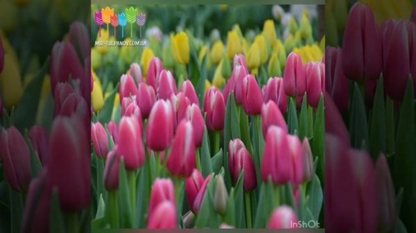 Выгонка тюльпанов. Сорт Lornah (сорт Лорна)