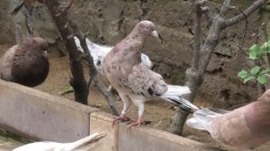 Мраморные голуби Мусакаева Гамита в Дагестане! #pigeons #marble