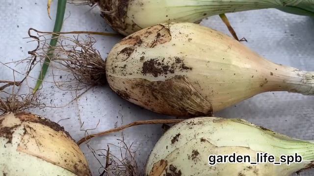 Сбор урожая Лука Эксибишен смотреть онлайн