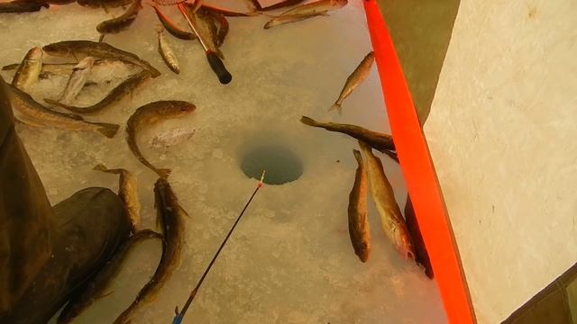 Махалка на зубаря и навагу Удочка на корюшку , сайт Русский Рыбак. т 89621222022 . смотреть онлайн