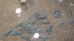 Плотность посадки австралийского рака при выращивании.