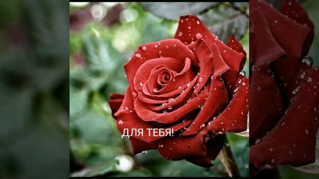 Поздравление с 8-м Марта! смотреть онлайн