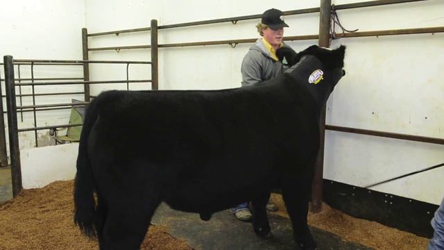 Putting a Neck Sweat on Your Calf смотреть онлайн