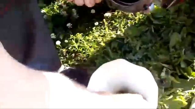 Замена двигателя на мотоблок Беларус смотреть онлайн