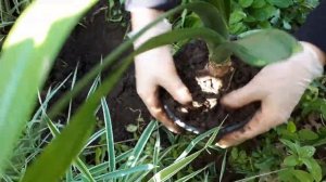 Кливия в открытом грунте, до осени