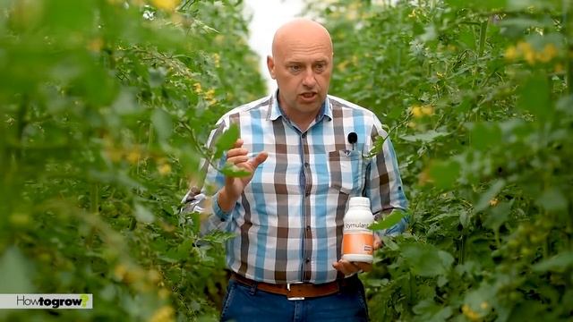 Питание томатов в период завязывания плодов Видео 9 смотреть онлайн