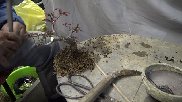 小真弓KOMAYUMI.Euonymus alatus. Bonsai master cut, repot. смотреть онлайн