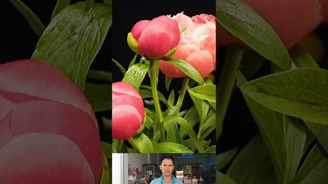 Time lapse: 1 day to 41 Chrysanthemum #selaginella #floweringtree #flower #timelapse #timelapsevide смотреть онлайн