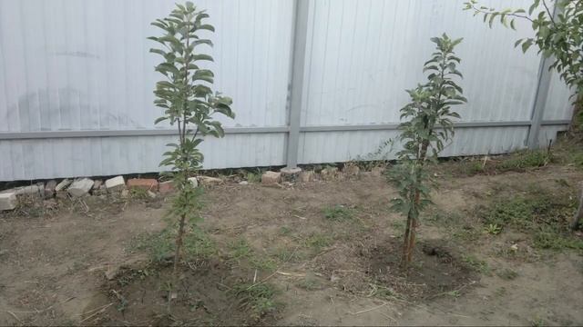 КОЛОНОВИДНАЯ ЯБЛОНЯ сорт Трайдент смотреть онлайн