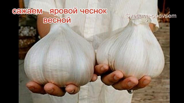 ОСОБЕННОСТИ ПОСАДКИ ЯРОВОГО, ОЗИМОГО -ЧЕСНОКА ВЕСНОЙ ЗУБЧИКАМИ и ГОЛОВКАМИ. СРОКИ и СЕКРЕТЫ  ПОСАДК