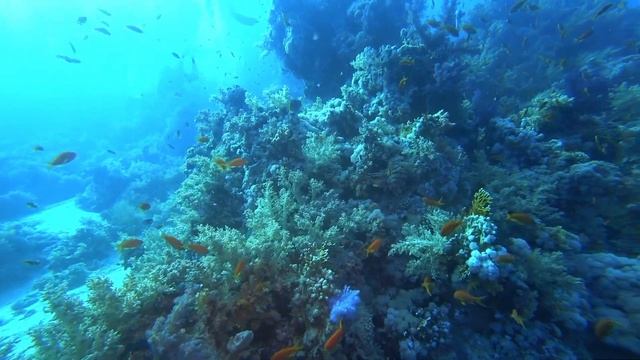 Diving at Yolanda Reef, Ras Mohammed, Egypt, September 2022 смотреть онлайн