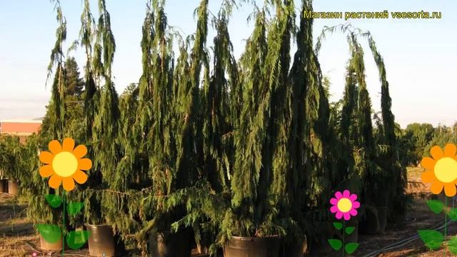 Кипарисовик нутканский Мун Шот. Краткий обзор, описание chamaecyparis nootkatensis Moonshot смотреть онлайн