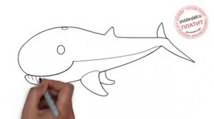Как нарисовать маленького китенка