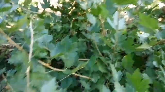 Крыжовник Пакс или Ксения. 23 июня смотреть онлайн