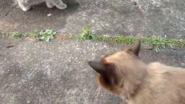 Кошка любит поговорить смотреть онлайн