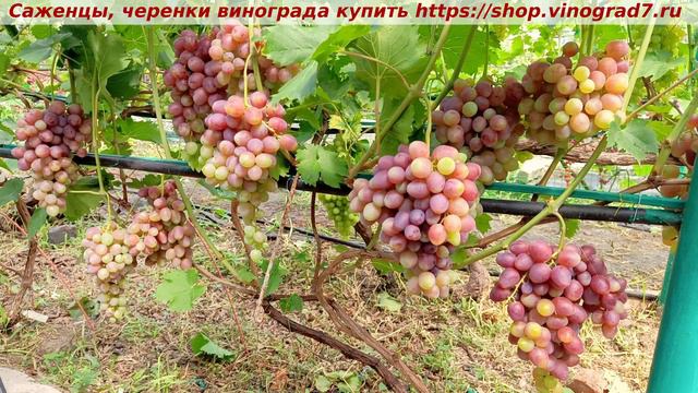 Парад сортов на 27.07.24 года - виноград РУБИНОВАЯ КАПЛЯ окрашивание, созревание, характеристики. смотреть онлайн