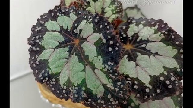 Бегонии 11 03 2021 смотреть онлайн