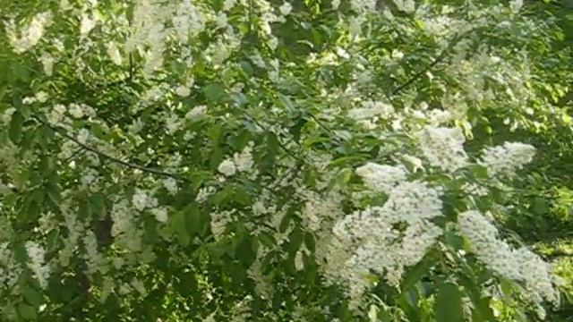 Черёмуха душистая... смотреть онлайн