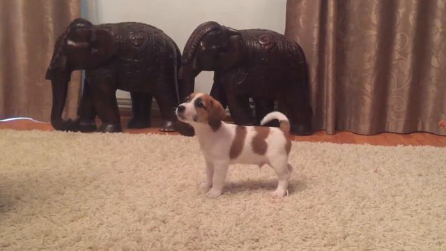 Продаётся щенок Джек Рассел Терьера смотреть онлайн