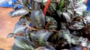 Пеллиония Даво - моя новинка.