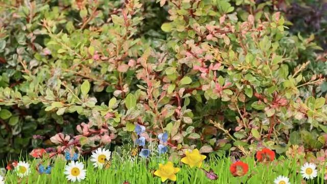 Барбарис тунберга Наташа ? Обзор: посадка и уход. саженцы барбариса Наташа: описание и особенности смотреть онлайн