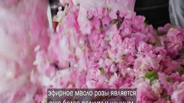 Производство эфирного масла дамасской розы смотреть онлайн