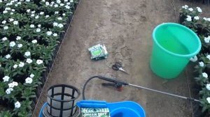 БУТОН - Стимулятор плодообразования. САМЫЙ ЛУЧШИЙ ПРЕПАРАТ ДЛЯ УСКОРЕНИЯ ЦВЕТЕНИЯ. Как использовать