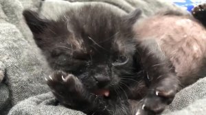 Медики объяснили, почему нельзя спать с кошкой.