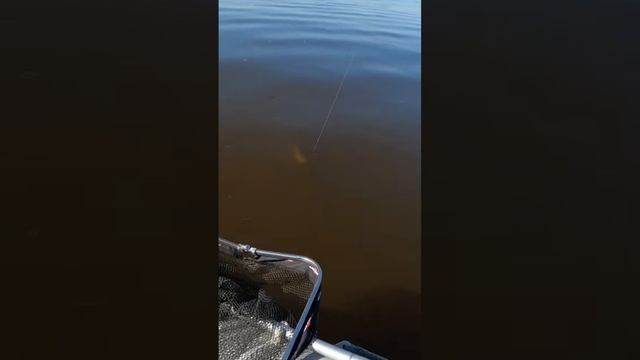 Narval river dance в деле?#narval #рыбалка #fishing #likeNarval river dance в деле?#narval #рыбалк смотреть онлайн