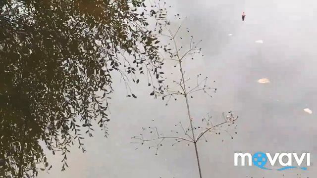 БЕШЕНЫЙ КЛЁВ РОТАНА!!!Ловля ротана на червя,в маленькой луже!!! смотреть онлайн