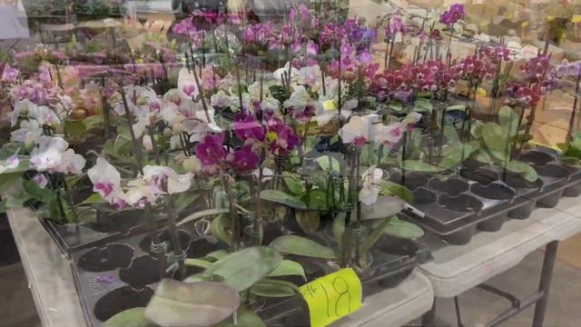 【21148】六月的花市Flemington Flower Market ，有什么兰花正在热卖中？朋友居然买到有侧芽的蝴蝶兰 // 静姐说花697 смотреть онлайн