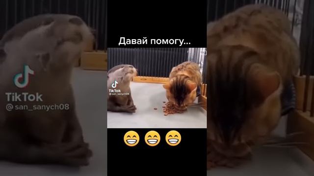 Без палева ворует корм прикол с котом смотреть онлайн