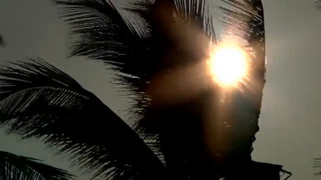 Тропические пальмы Красивый вид Нежная музыка Релакс Tropical palm trees Beautiful view смотреть онлайн