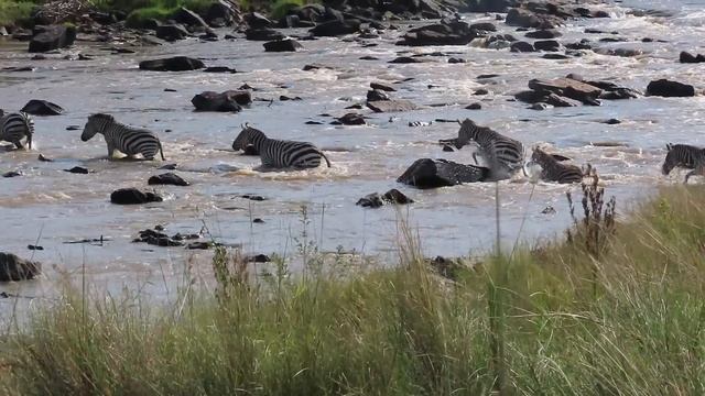 Zebra's Face Ripped Off By Crocodiles Crossing Mara River On Safari In Kenya