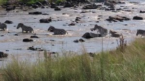 Zebra's face ripped off by crocodiles crossing Mara river on Safari in Kenya