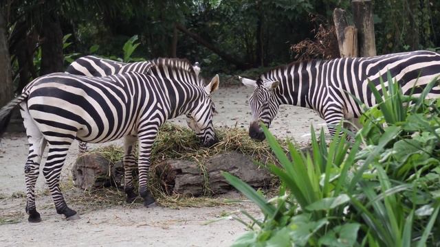 SINGAPORE ZOO 2017 смотреть онлайн